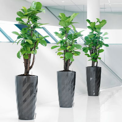 Lechuza 'Diamante Premium 40', anthrazit, ca. Ø 40 x H 75 cm