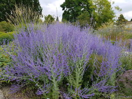 Blauraute Blauraute