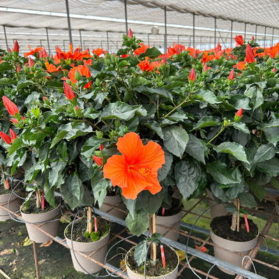 Hibiskus, orange, Stamm, Topf-Ø 17 cm, Höhe ca. 70 cm