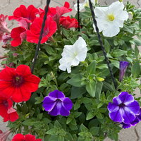 Petunien 'Trio', rot-weiß-blau, hängend, Ampeltopf-Ø 27 cm