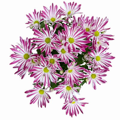 Chrysanthemen 'Rainbow Carousel', lila-weiß, Topf-Ø 14 cm, 4 Pflanzen Chrysanthemen 'Rainbow Carousel', lila-weiß, Topf-Ø 14 cm, 4 Pflanzen
