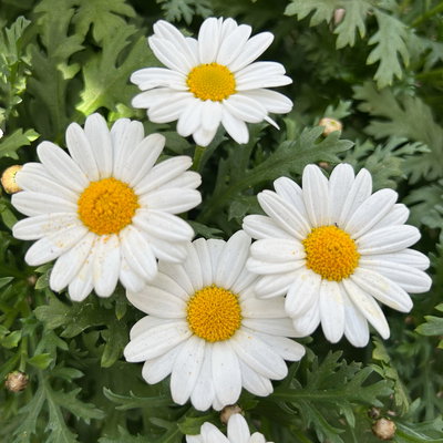 Margerite 'Bofinger', weiß, Stamm, Topf-Ø 24 cm