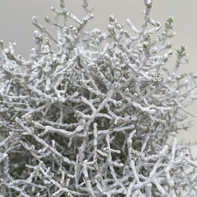 Pflanzenkreation Zauberhafter Winter, 8 Pflanzen + Lichterkette + Erde Pflanzenkreation Zauberhafter Winter, 8 Pflanzen + Lichterkette + Erde