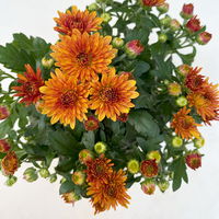 Chrysanthemen, Farben nach Verfügbarkeit, Topf-Ø 10,5 cm, 8er-Set