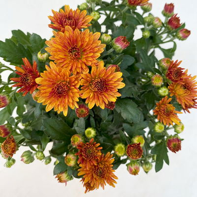 Chrysanthemen, Farben nach Verfügbarkeit, Topf-Ø 10,5 cm, 8 Pflanzen