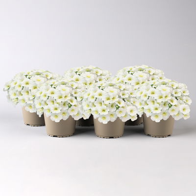 Zauberglöckchen 'Frosty Lemon', weiß-gelb, Topf-Ø 13 cm, 6 Pflanzen