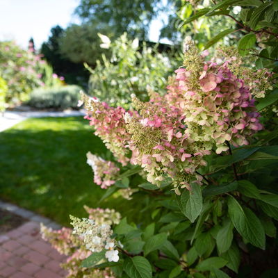 Rispenhortensie 'Pinky Winky'® DVP PinkyⓈ, Höhe ca. 30-40 cm, Topf 5 Liter Rispenhortensie 'Pinky Winky'® DVP PinkyⓈ, Höhe ca. 30-40 cm, Topf 5 Liter