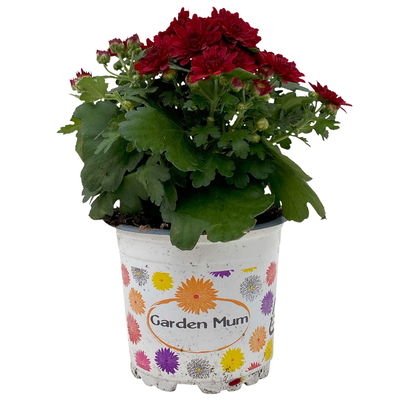 Chrysanthemen, rot, Topf-Ø 10,5 cm, 8 Pflanzen