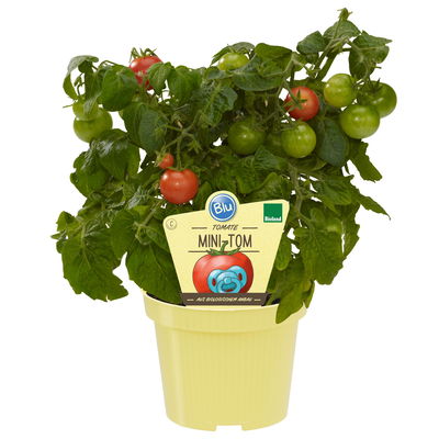Blu Bio Minitomatenpflanze 'Mini-Tom F1', Topf-Ø 12 cm, 3er-Set Blu Bio Minitomatenpflanze 'Mini-Tom F1', Topf-Ø 12 cm, 3er-Set