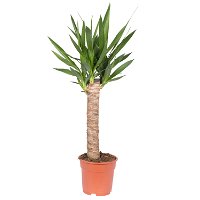 Palmlilie, Topf-Ø 17 cm, Höhe ca. 80 cm