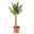 Palmlilie, Topf-Ø 17 cm, Höhe ca. 80 cm