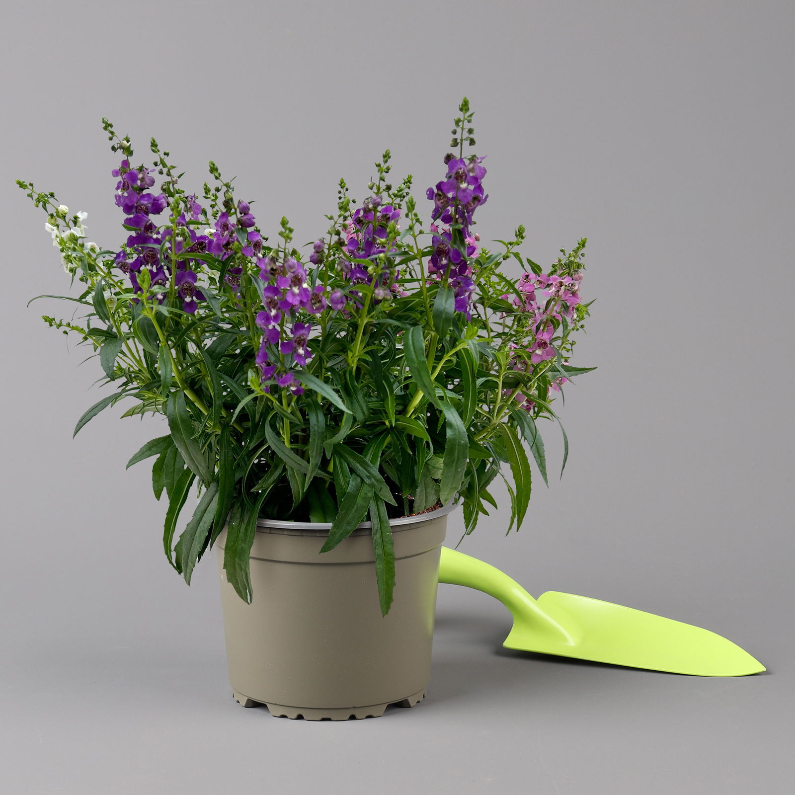 Angelonia 'Trio' rosa-weiß-lila/blau, Topf-Ø 15 cm, 3er-Set