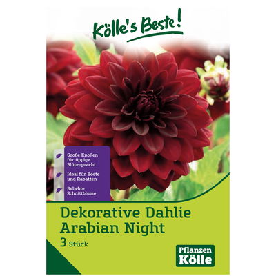 Dekorative-Dahlie 'Arabian Night' rot/schwarz, 3 Blumenknollen Dekorative-Dahlie 'Arabian Night' rot/schwarz, 3 Blumenknollen