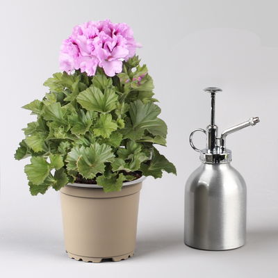 Edelgeranie Bella Donna® 'Don Sergio®', flieder, Topf-Ø 12 cm, 6 Pflanzen Edelgeranie Bella Donna® 'Don Sergio®', flieder, Topf-Ø 12 cm, 6 Pflanzen