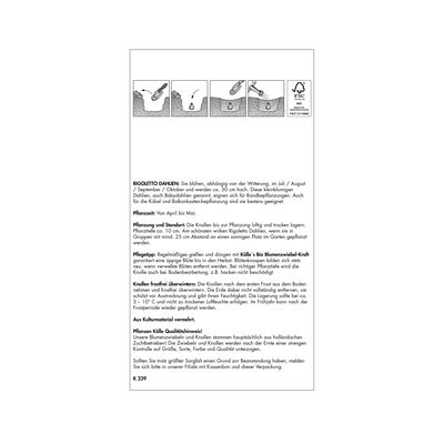 Rigoletto-Dahlien Mischung, 3 Blumenknollen