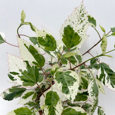 Hibiskus 'Variegata' rot, Topf-Ø 13 cm, Höhe ca. 25 cm, 2 Pflanzen