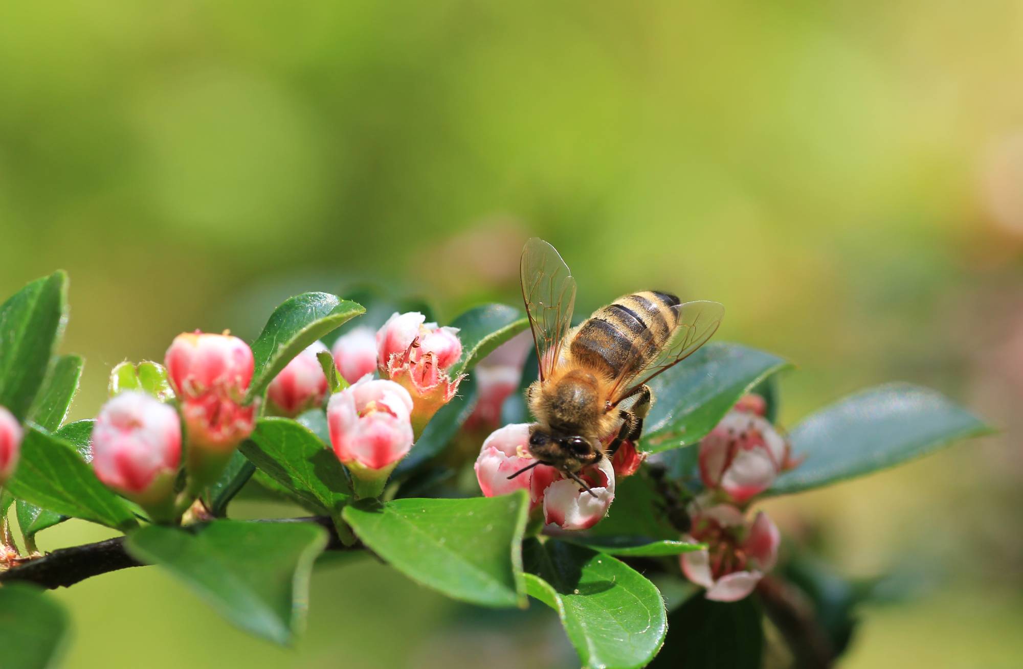 Zwergmispel pflanzen im Garten Zwergmispel pflanzen im Garten