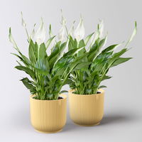 Einblatt 'Bellini', weiß, Topf-Ø 13 cm, in Übertopf Vibes gelb, 2 Pflanzen