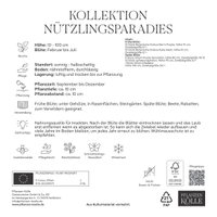 Krokus-Kollektion 'Nützlingsparadies', blau, pink, 35 Blumenzwiebeln Krokus-Kollektion 'Nützlingsparadies', blau, pink, 35 Blumenzwiebeln