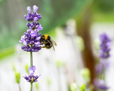 Neudorff Azet Lavendeldünger, 750 g Neudorff Azet Lavendeldünger, 750 g