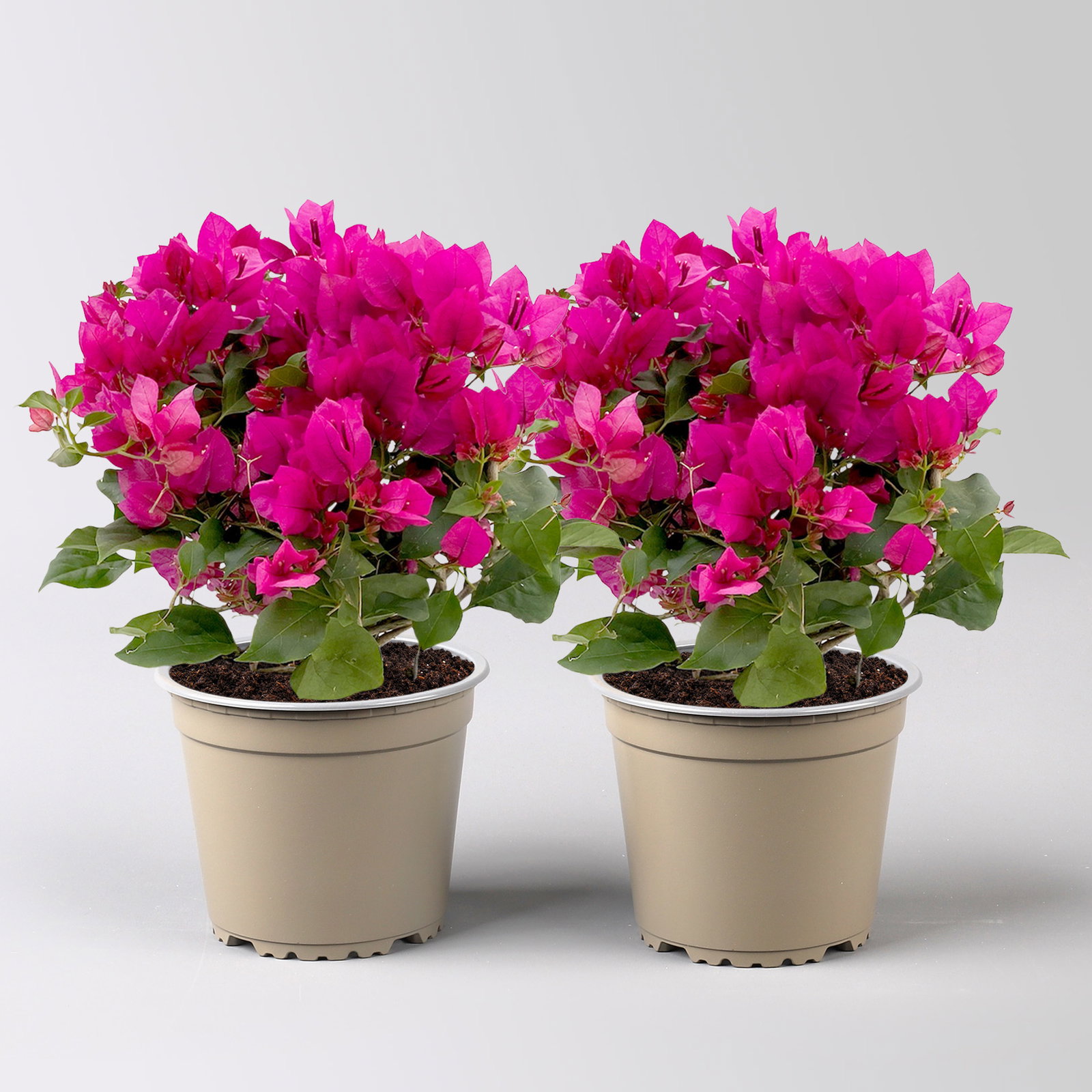 Bougainvillea, violett, Busch, Topf-Ø 19 cm, Höhe ca. 40 cm, 2 Pflanzen