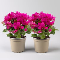 Bougainvillea, violett, Busch, Topf-Ø 19 cm, Höhe ca. 40 cm, 2 Pflanzen