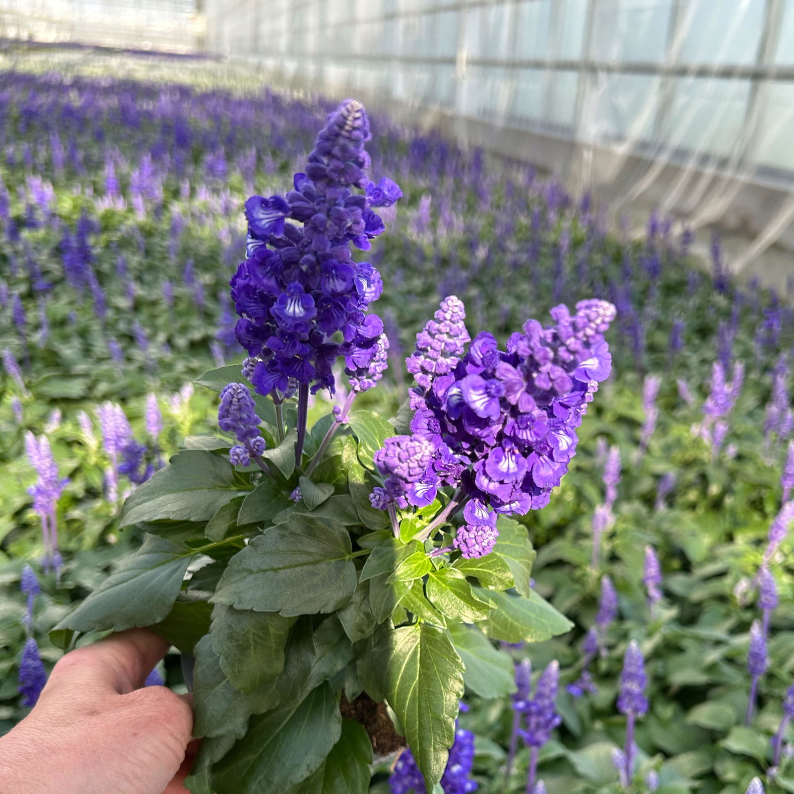 Pflanzenkreation 'Swimmingpool', 12 Pflanzen inkl. Erde und Dünger