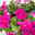 Petunie, magenta, hängend, Ampeltopf-Ø 25/27 cm