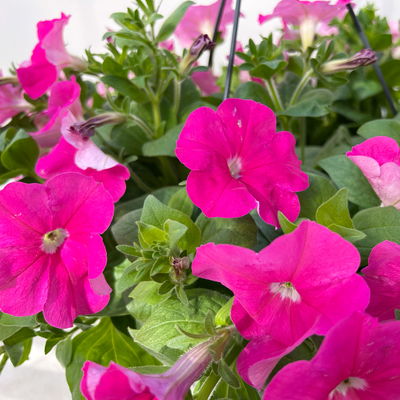 Petunie, magenta, hängend, Ampeltopf-Ø 25/27 cm