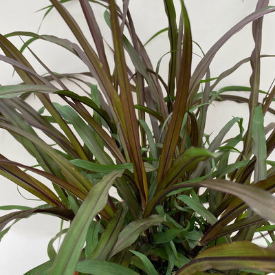 Lampenputzergras 'Vertigo',dunkellaubig, Topf-Ø 19 cm, 2 Stück Lampenputzergras 'Vertigo',dunkellaubig, Topf-Ø 19 cm, 2 Stück