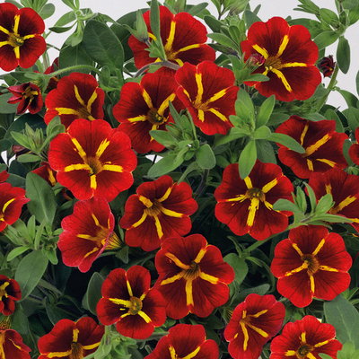 Zauberglöckchen 'Red Kiss' rot, Ampeltopf-Ø 27 cm