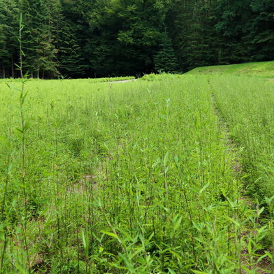 Schwarzrote Gartenbambus 'Jiuzhaigou 4 - Black Cherry', Topf 10 Liter, 2 Stück