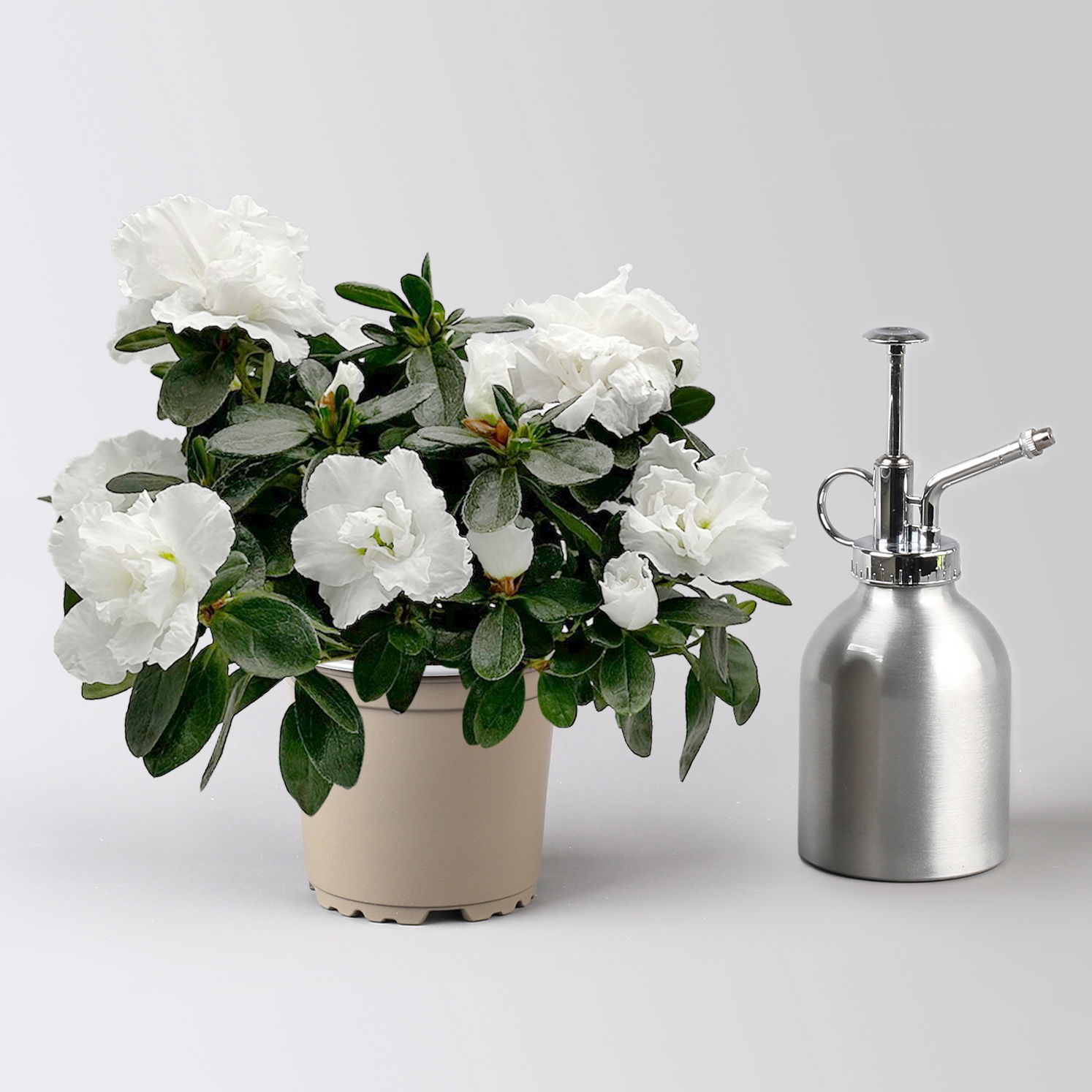 Azalee 'Vogel' Mix, gefüllt, Topf-Ø 11 cm, Höhe ca. 20 cm, 8 Pflanzen Azalee 'Vogel' Mix, gefüllt, Topf-Ø 11 cm, Höhe ca. 20 cm, 8 Pflanzen