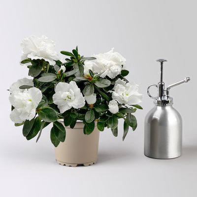 Azalee 'Vogel' Mix, gefüllt, Topf-Ø 11 cm, Höhe ca. 20 cm, 8 Pflanzen Azalee 'Vogel' Mix, gefüllt, Topf-Ø 11 cm, Höhe ca. 20 cm, 8 Pflanzen