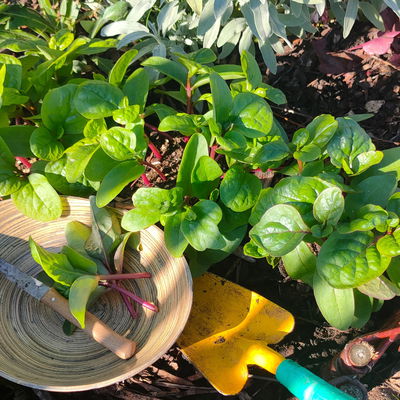 Blu Bio Malabarspinat, Topf-Ø 12 cm, 6er Set