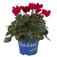 Alpenveilchen 'Outland', rot/rosa, Topf-Ø 10,5 cm, 6er-Set