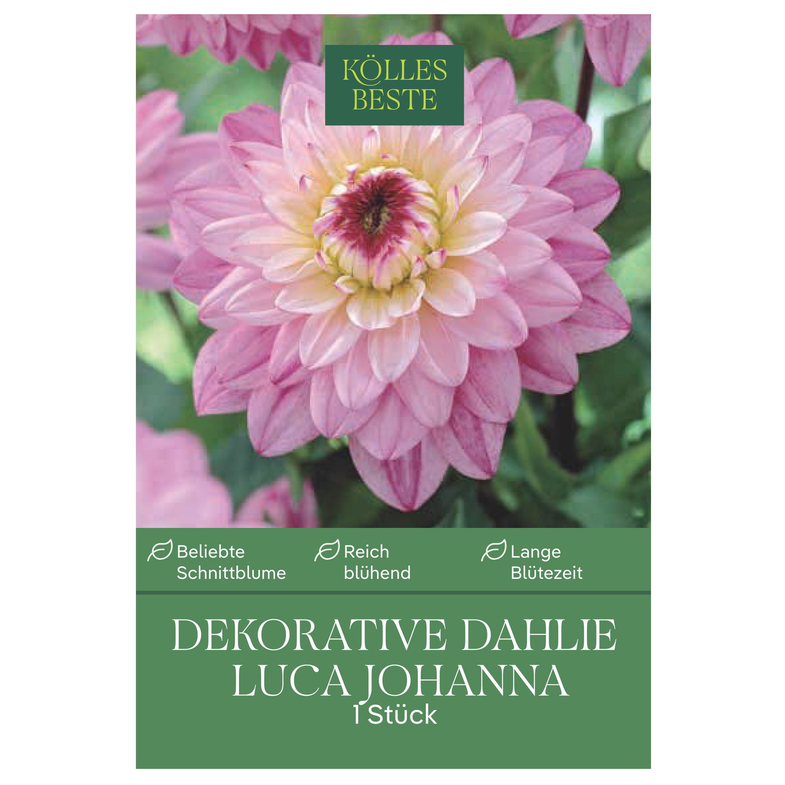 Kölles Beste Blumenknolle, Dekorative Dahlie 'Luca Johanna'
