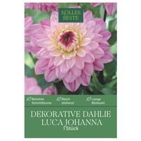 Kölles Beste Blumenknolle, Dekorative Dahlie 'Luca Johanna'