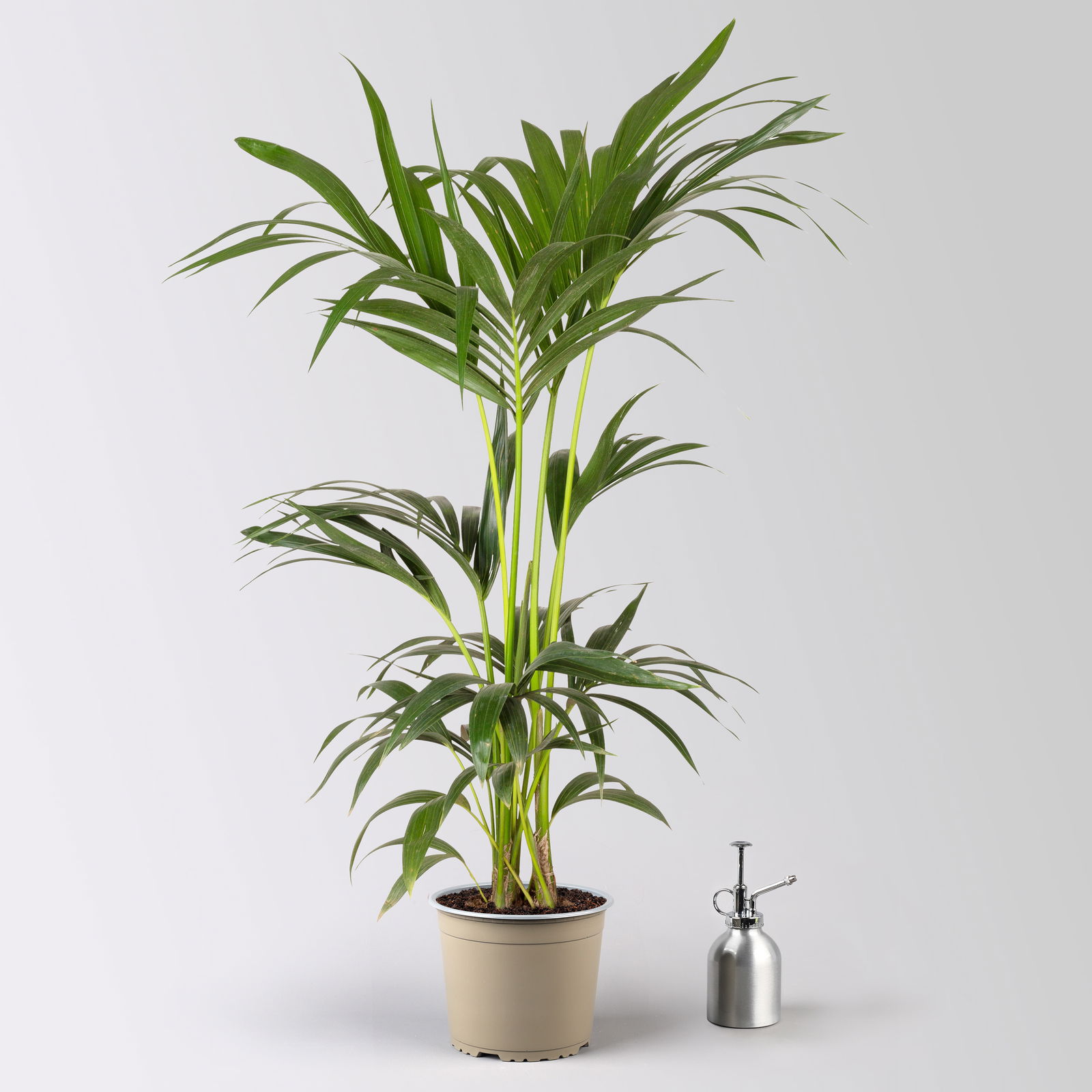 Kentiapalme, Topf-Ø 18-20 cm, Höhe ca. 80-110 cm