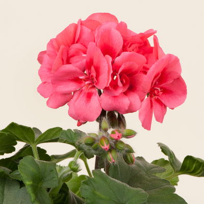 Geranie, lachs, stehend, Topf-Ø 13 cm, 6 Pflanzen Geranie, lachs, stehend, Topf-Ø 13 cm, 6 Pflanzen