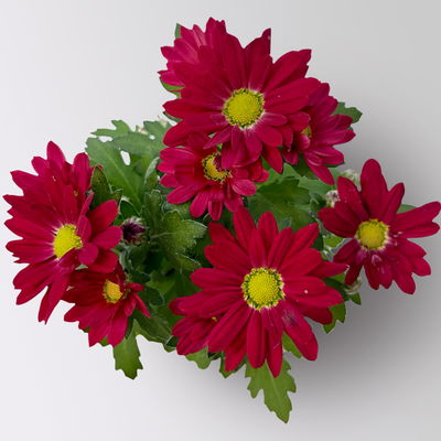 Chrysantheme Mini 'Swifty', Mix zufällig, Topf-Ø 6 cm, 12 Pflanzen