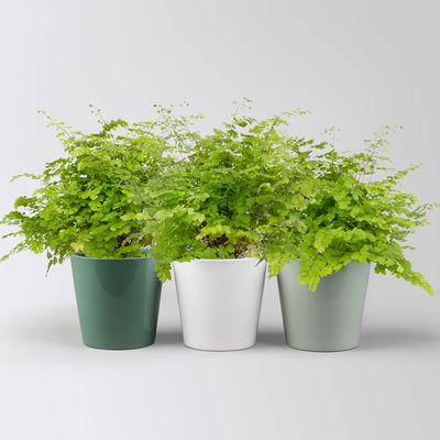 Frauenhaarfarn, in Topf Dallas seegrün, gl.blau & weiß Topf-Ø 12 cm, 3 Pflanzen