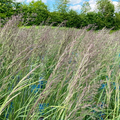 Bio Reitgras 'Karl Foerster', Topf 5 Liter Bio Reitgras 'Karl Foerster', Topf 5 Liter