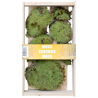 Kugelmoos in der Holzkiste klein, 3er-Set Kugelmoos in der Holzkiste klein, 3er-Set