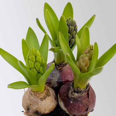 Hyazinthe 'Trio', lila, rosa & blau, vorgetrieben, Topf-Ø 12 cm, 6 Pflanzen Hyazinthe 'Trio', lila, rosa & blau, vorgetrieben, Topf-Ø 12 cm, 6 Pflanzen