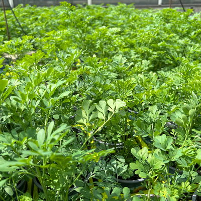 Bio Wermut, Topf-Ø 12cm, frisch aus unserer Bio-Gärtnerei Bio Wermut, Topf-Ø 12cm, frisch aus unserer Bio-Gärtnerei