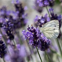 Lavendel, violettblau, Topf-Ø 14 cm, 6er-Set