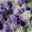 Lavendel, violettblau, Topf-Ø 14 cm, 6er-Set