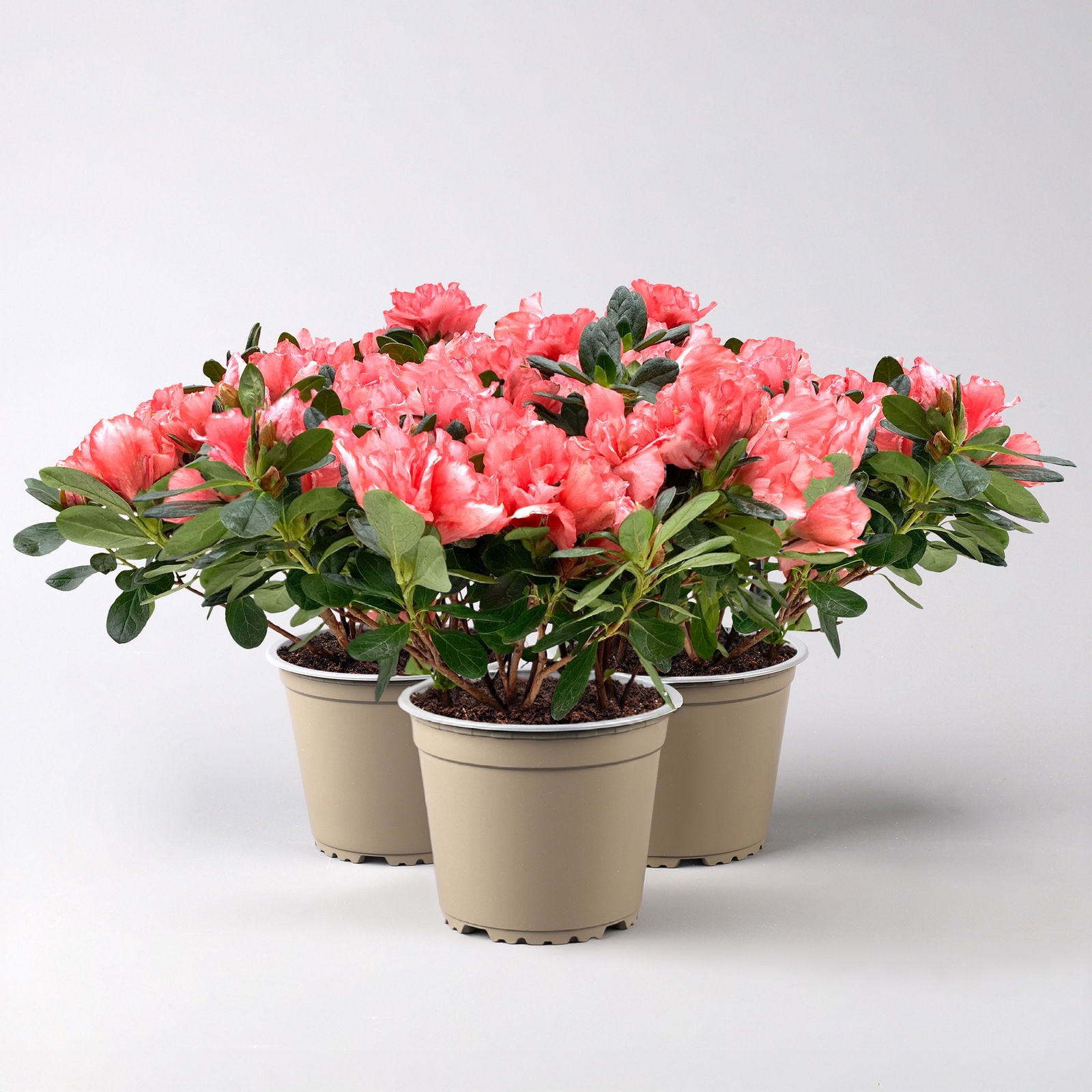 Azalee Hortinno® 'Christine Magic', lachs, Topf-Ø 13 cm, H.ca. 25cm, 3 Pflanzen Azalee Hortinno® 'Christine Magic', lachs, Topf-Ø 13 cm, H.ca. 25cm, 3 Pflanzen