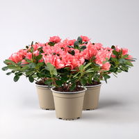 Azalee Hortinno® 'Christine Magic', lachs, Topf-Ø 13 cm, H.ca. 25cm, 3 Pflanzen Azalee Hortinno® 'Christine Magic', lachs, Topf-Ø 13 cm, H.ca. 25cm, 3 Pflanzen